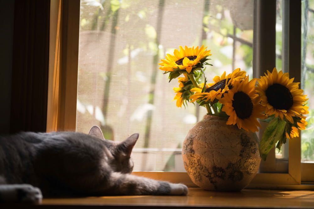 are orchids safe to have around cats
