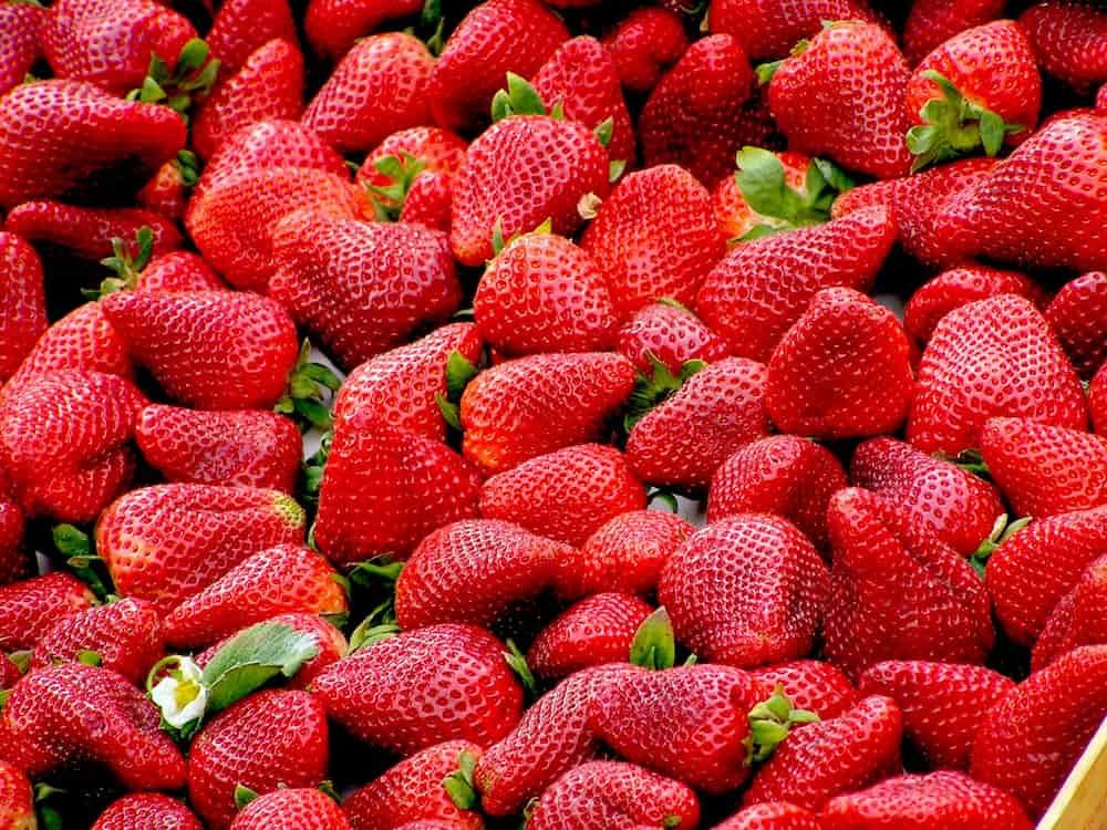 are strawberries bad for dogs