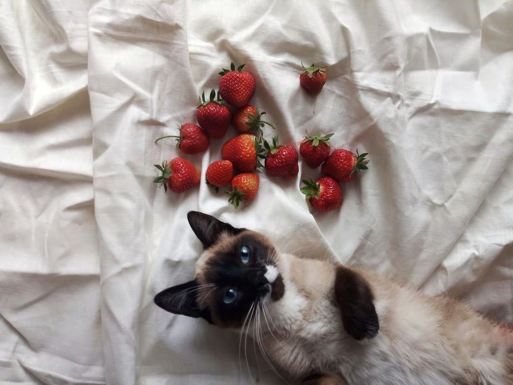 are strawberries safe for cats