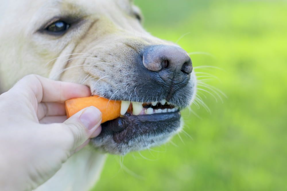 are vegetables good for dogs