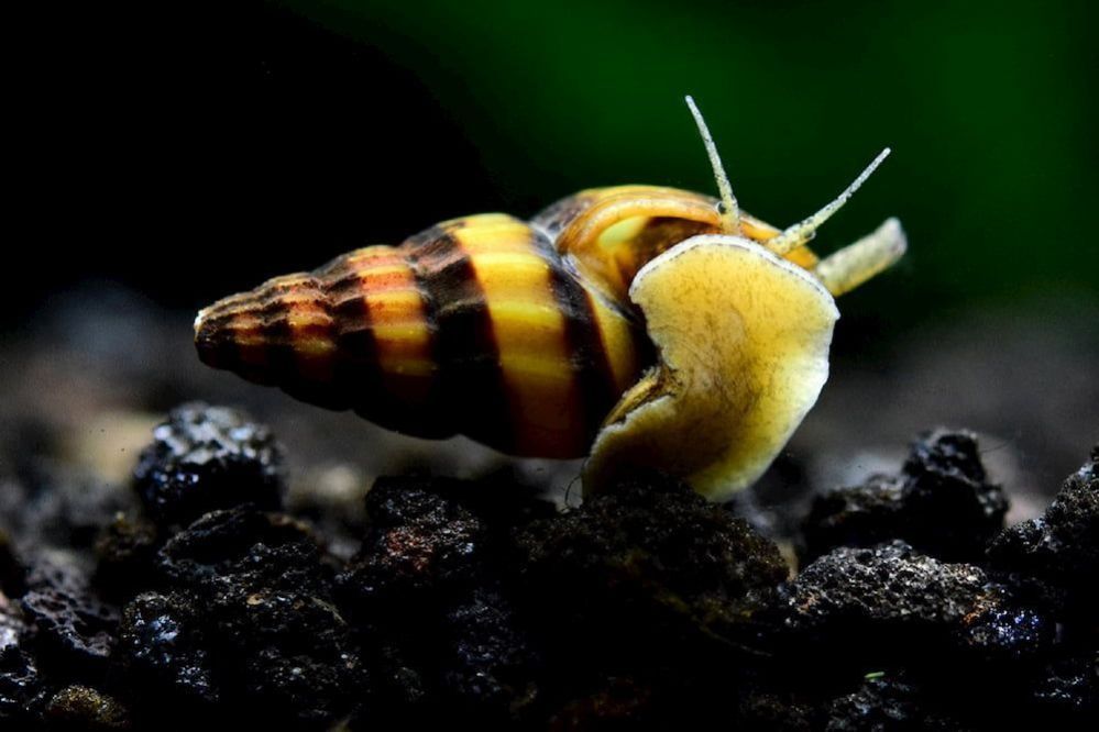 Types of Freshwater Snails How long do Freshwater Snails Live?