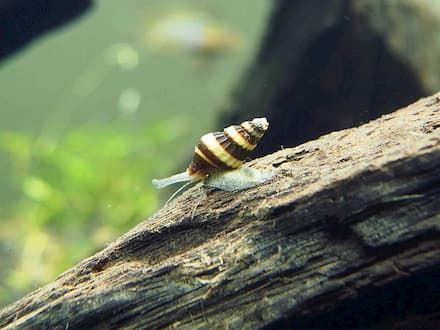 assassin snails
