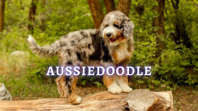 aussiedoodle breed