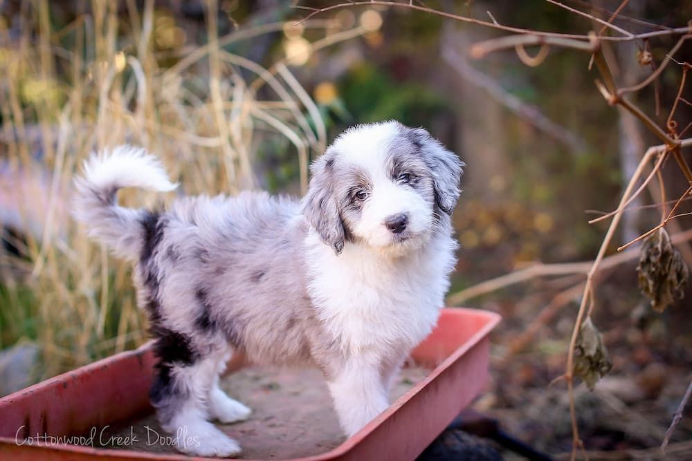 aussiedoodle puppies and price