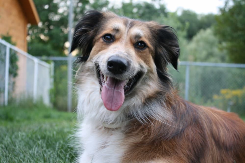 Australian Shepherd Golden Retriever Mix Full Breed Profile