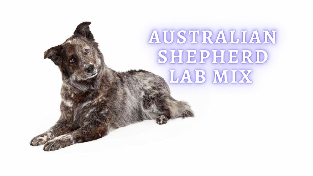 Australian Shepherd Lab Mix Aussiedor Full Breed Profile