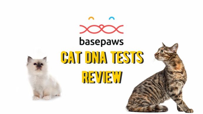 basepaws cat dna tests review