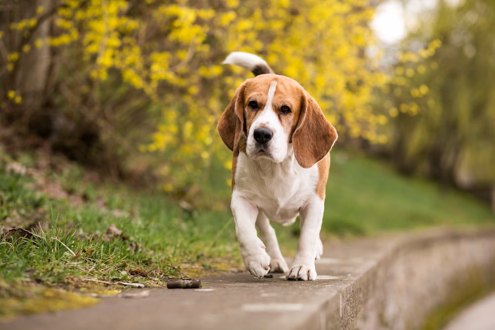 beagle in park