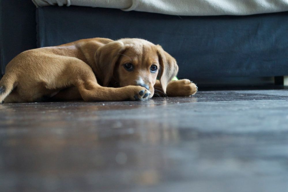 Beagle Lab Mix Beagador Facts, Care and Puppy Prices