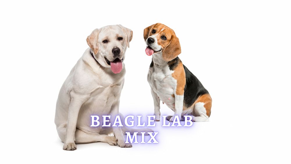 beagle lab mix