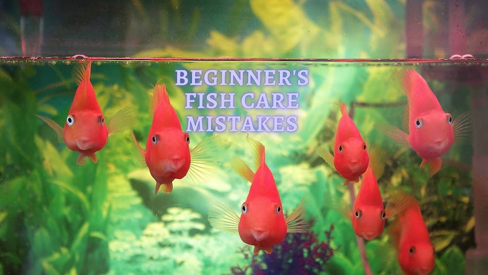 beginner fish care mistakes