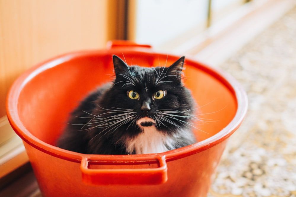 How Often Should I Bathe My Cat? Tips on Bathing Cat (Vet Approved)