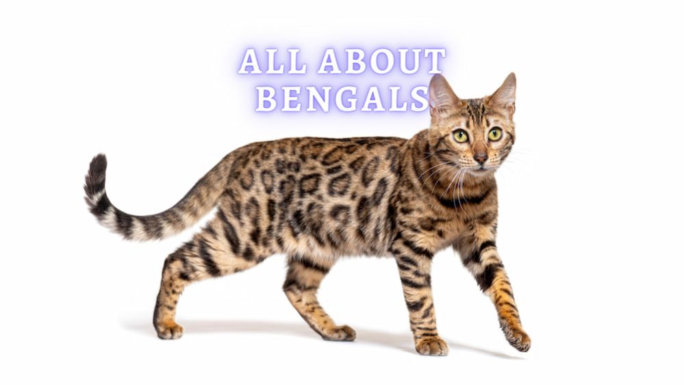 All About the Bengal Cat Breed