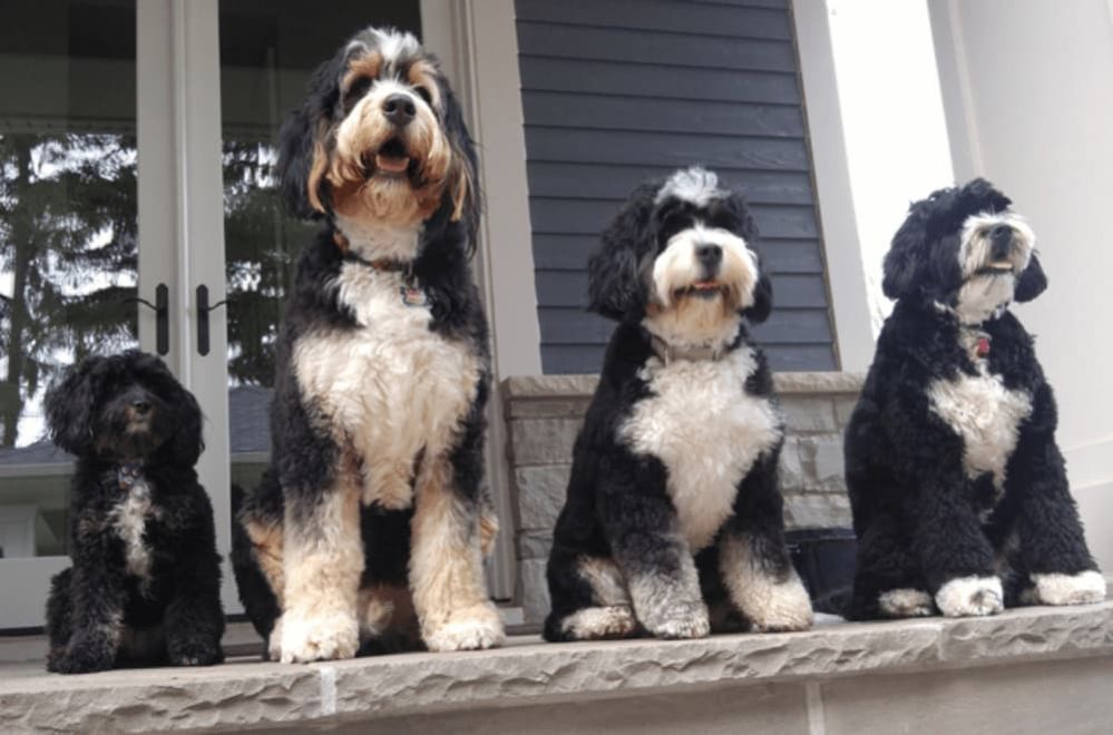 ≡ Bernedoodle Dog Breed: What Is A Bernedoodle? Full Breed Profile