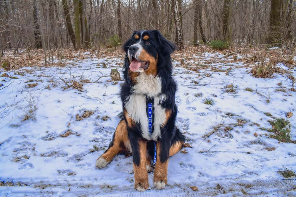 bernese mountain dog