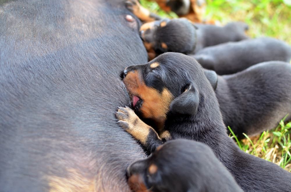 best age to wean a litter of puppies