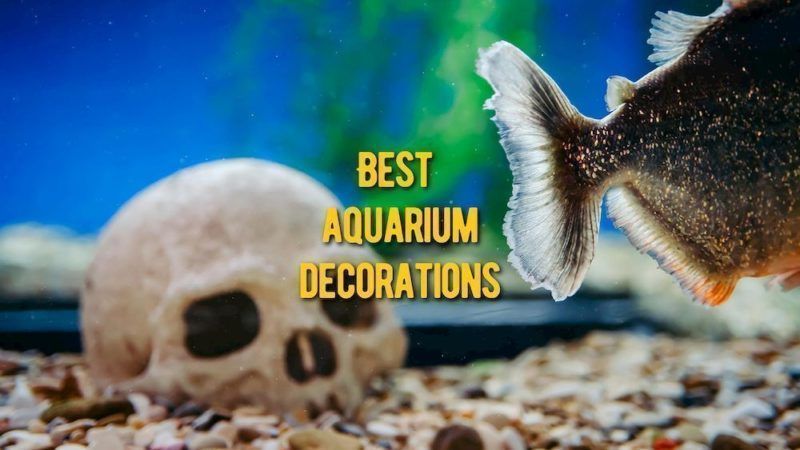 best aquarium decorations