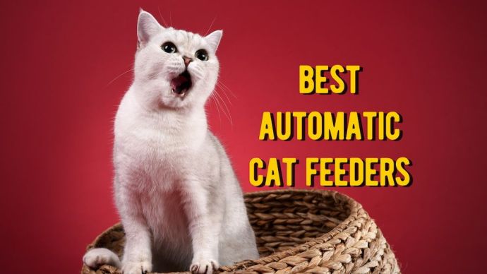 best automatic cat feeders