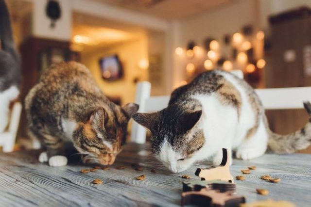 best automatic cat feeder
