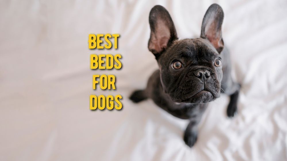 ᐉ Best Dog Beds TOP Rated Quality Beds for Dog (Vet Approved Review)