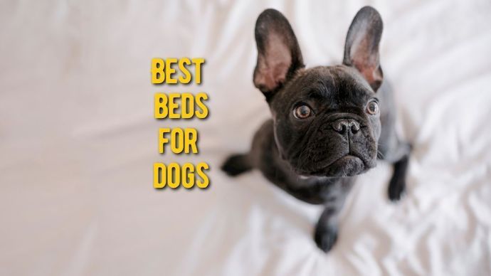 best beds for dogs