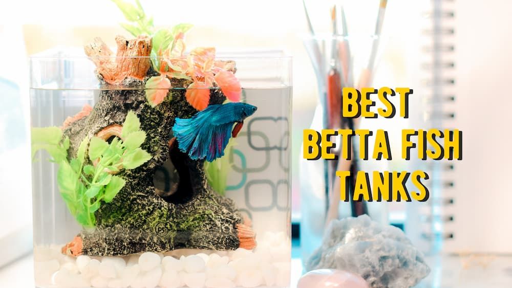 best betta fish tanks