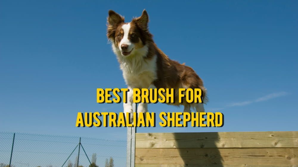 best brush for australian shepherd