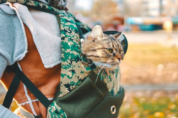 cat in a rucksack