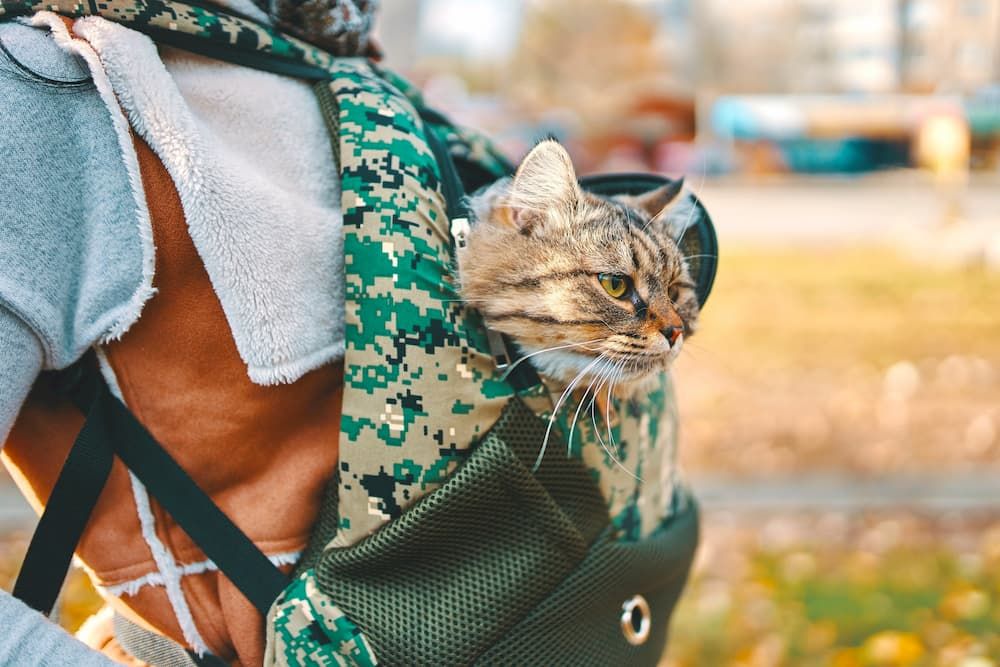Best Cat Backpacks: 15 Best Backpack Carriers for Cats Reviews