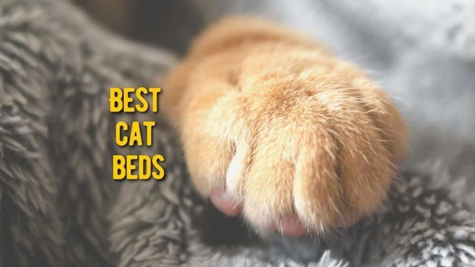 best cat beds review