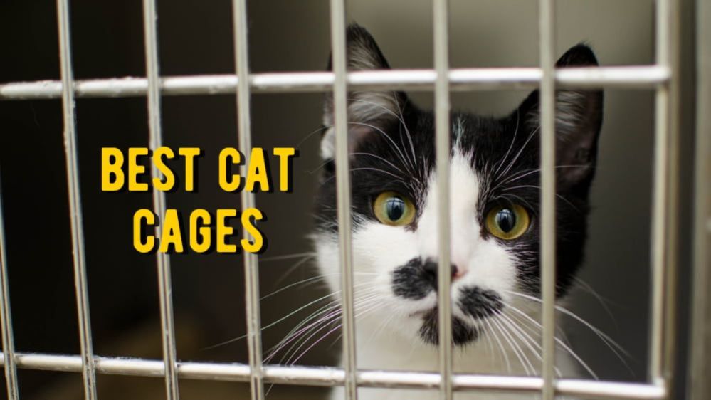 Best Cat Cages 15 Best Indoor and Outdoor Cages for Cat Reviews