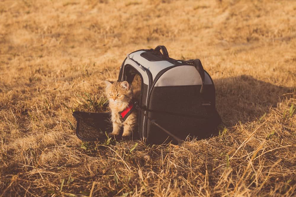 best cat carriers for airplanes