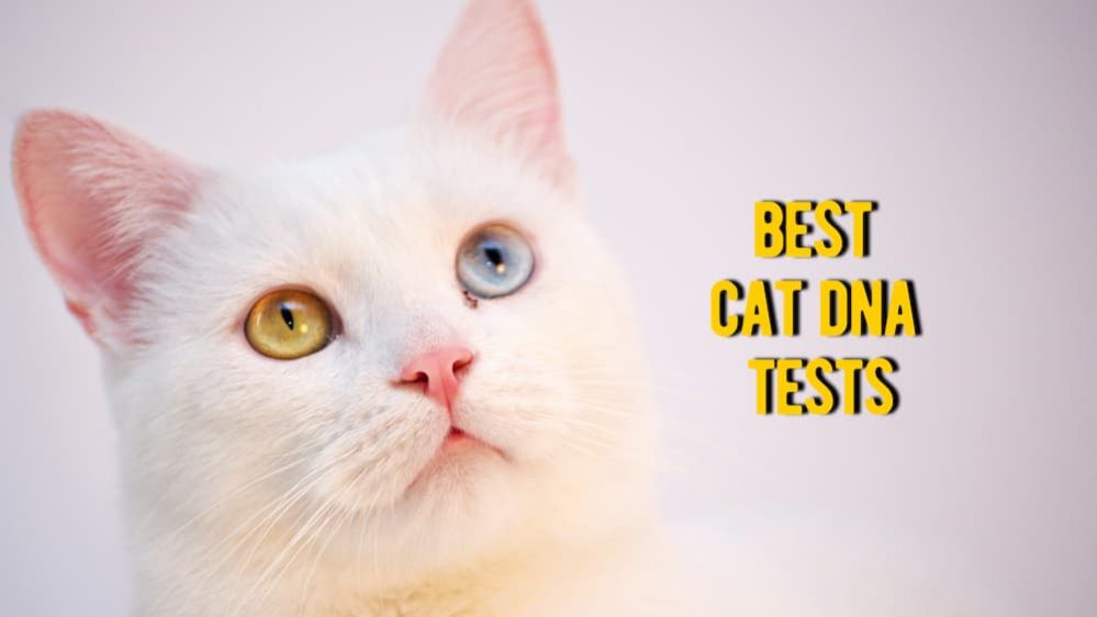 Cat DNA Test Reviews Best Cat and Breeding Testing Kits