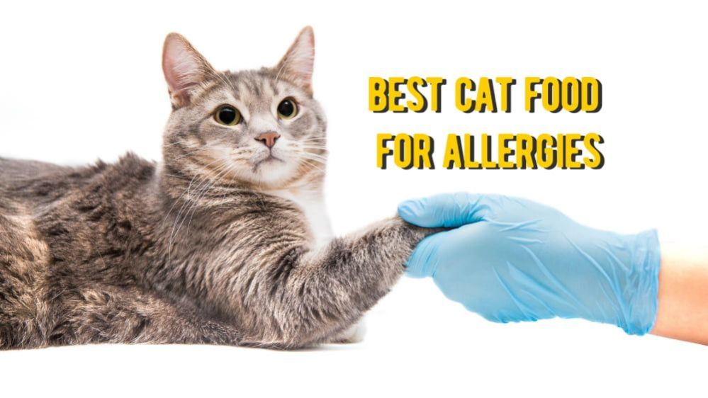 Best Cat Food for Allergies TOP Foods for Cats with Allergies Review