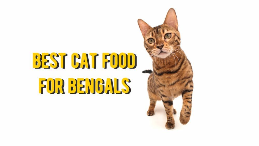 ᐉ Best Cat Food for Bengals TOP Foods for Bengal Cats Review