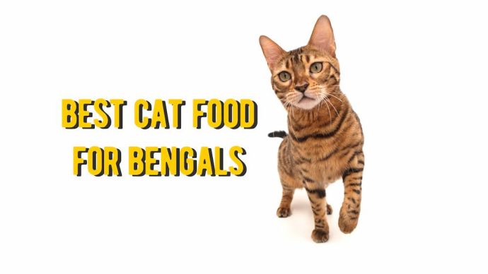 best cat food for bengals