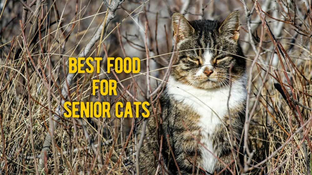 ᐉ Best Cat Food for Older Cats TOP Rated Senior Cat Food Reviews