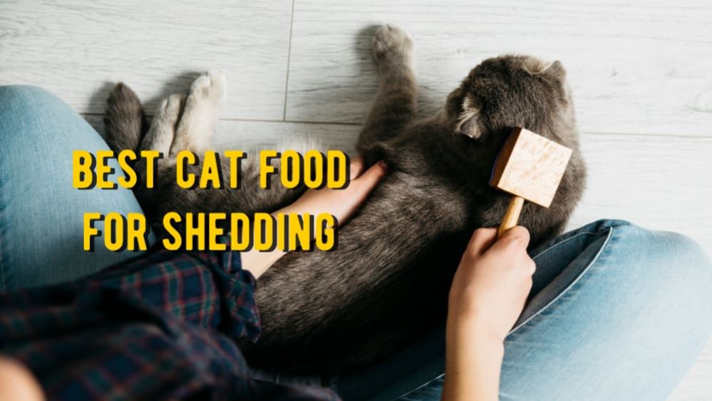 Best Cat Food for Shedding 10 Cat Food that Helps Prevent Shedding