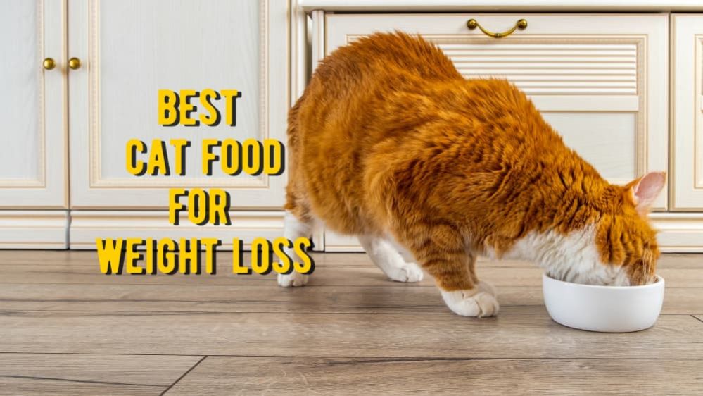 Best Cat Food for Weight loss: 15 Foods for Overweight Cats Reviews