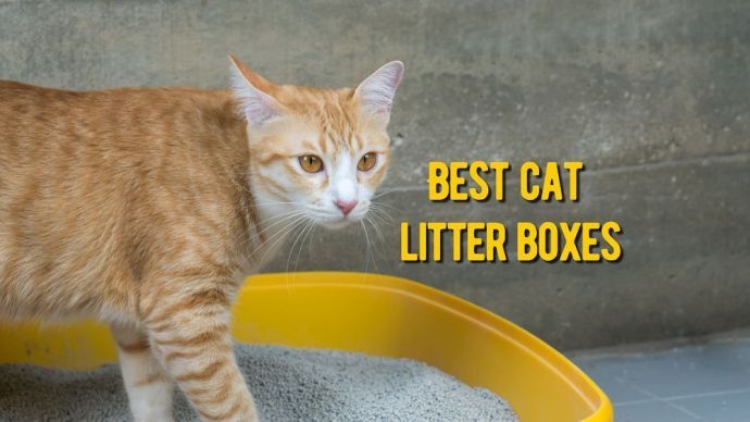 best cat litter boxes