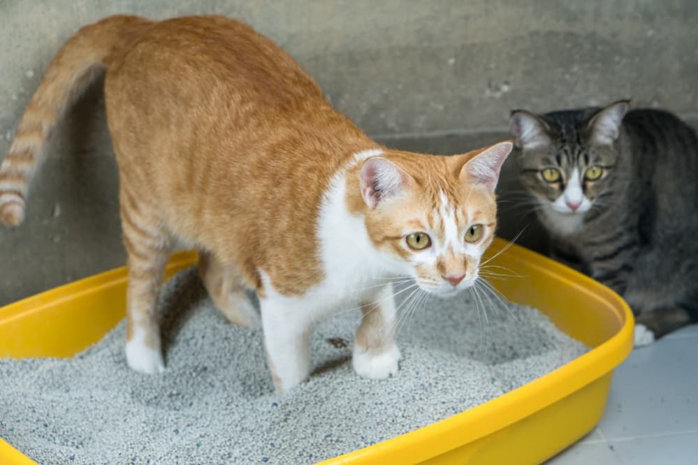 ᐉ Best Dust Free Cat Litter 10 Low Dust Clumping Cat Litters Review