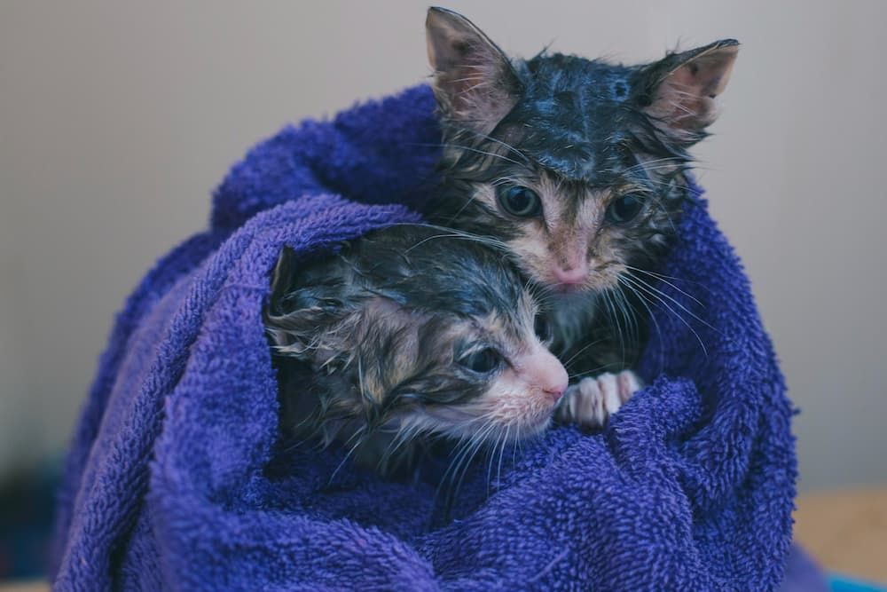 best cat shampoo for kittens