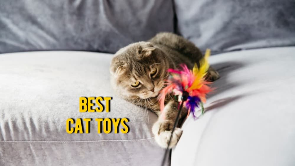 Best Cat Toys The 15 Best Rated Toys for Cats