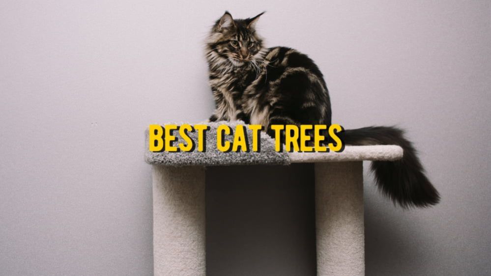 ᐉ Best Cat Trees TOP 10 Rated Trees for Cats (Reviews)