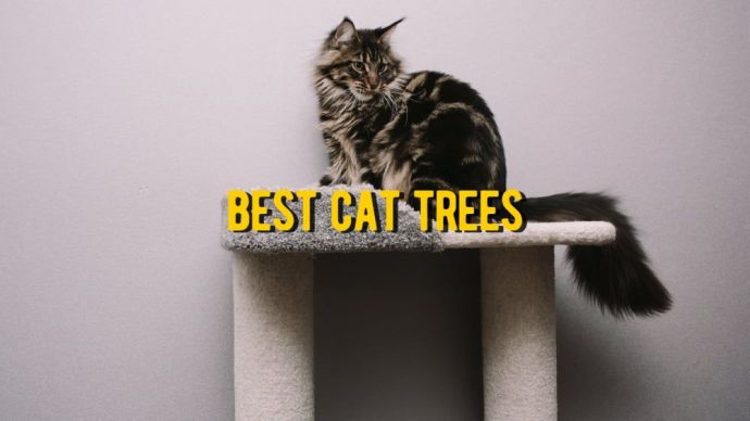 best cat tree