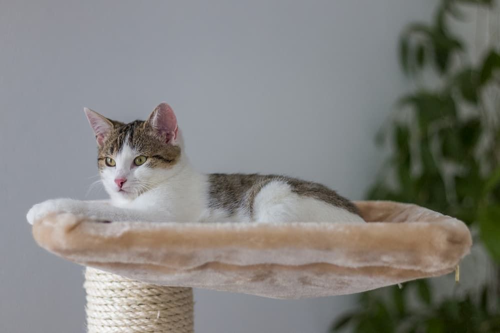 best cat trees for large cats review