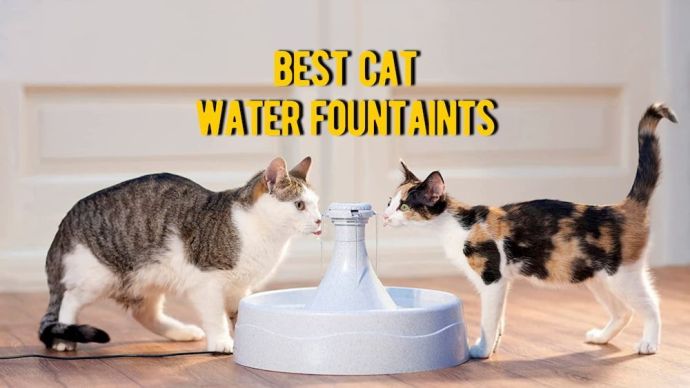 best cat water fountain
