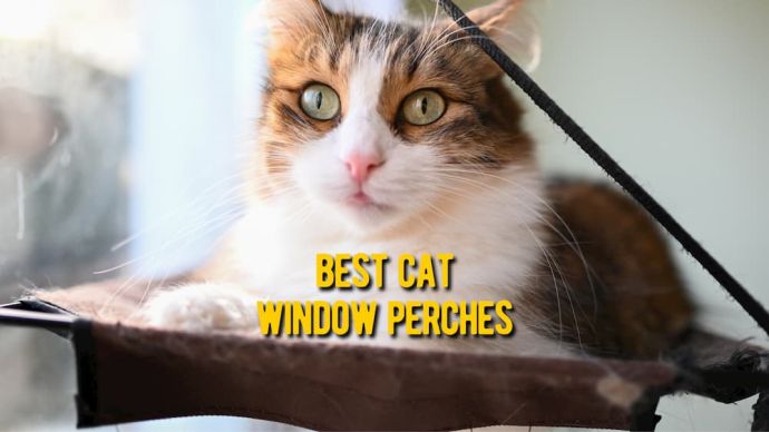 best cat window perches review