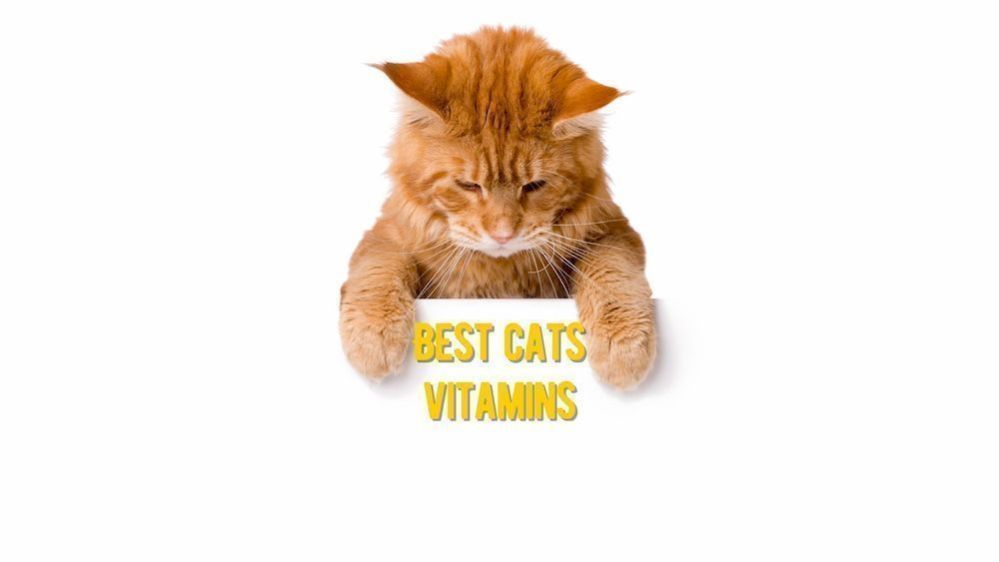 Best Vitamins for Cats Best 10 Cat Supplements & Vitamins (Vet Review)