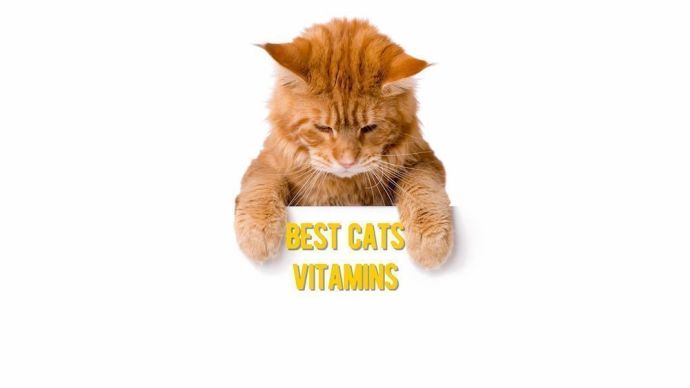 best cats vitamins